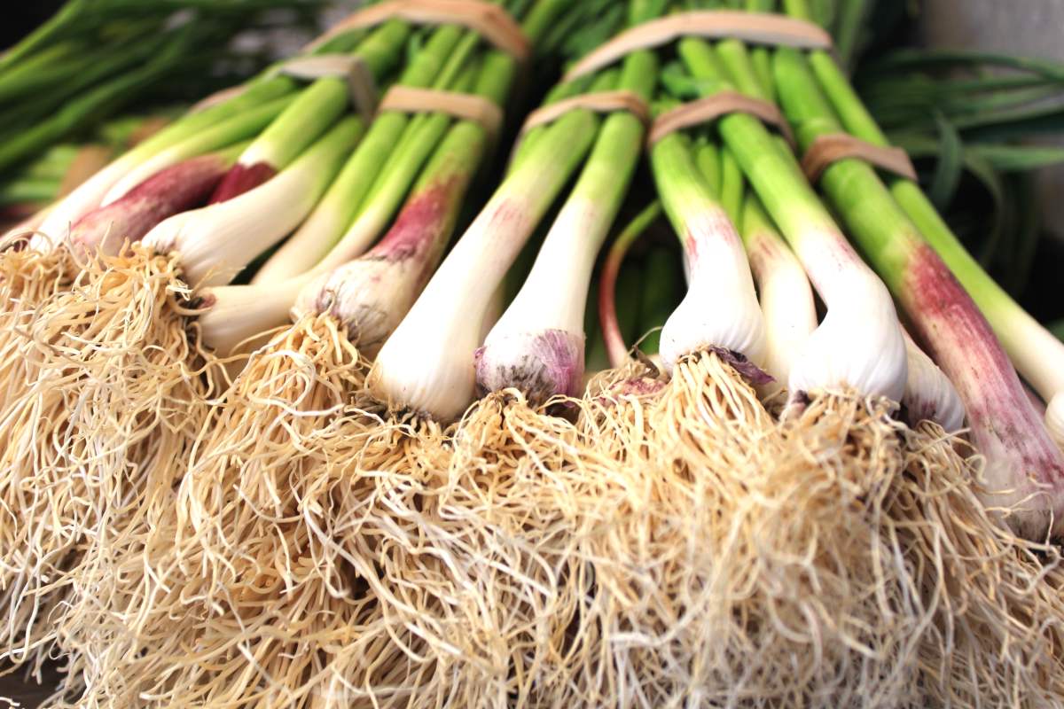 Bunch of bunching onion