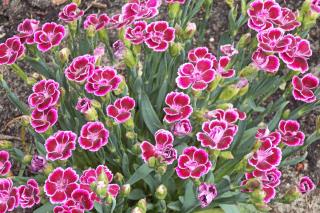 Planting carnation