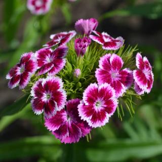Caring for carnation