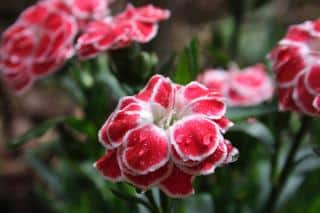 Red and white carnation with droplets of water