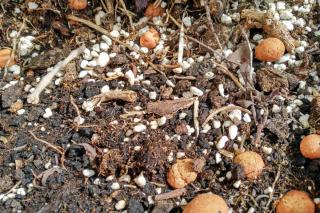 Adding clay pebbles to soil increases both drainage and water retention