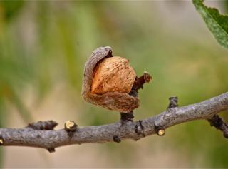Dry almond