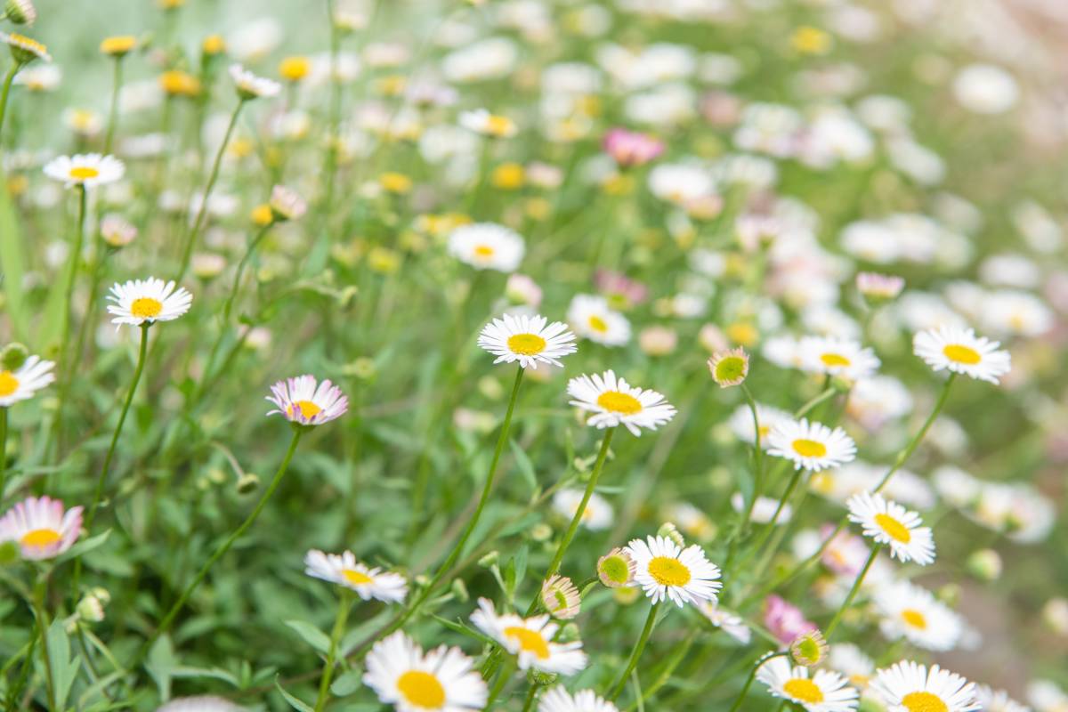 Erigeron mound (fleabane)