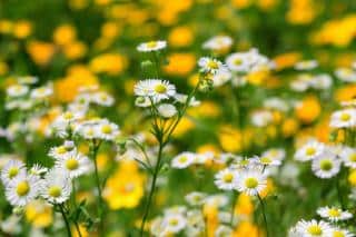 Landscaping uses for fleabane