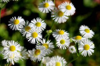 Proper planting guide for erigeron