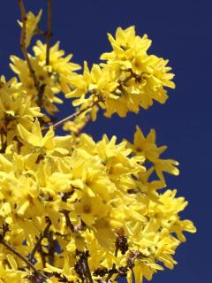 Planting forsythia