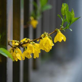 Forsythia pruning