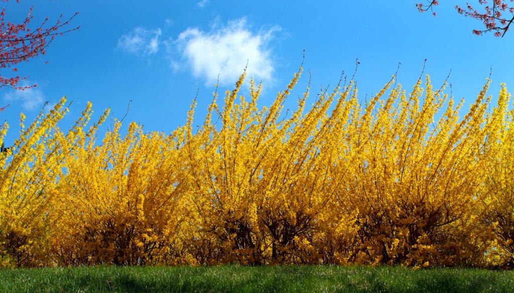 Incredibly yellow forsythia hedge
