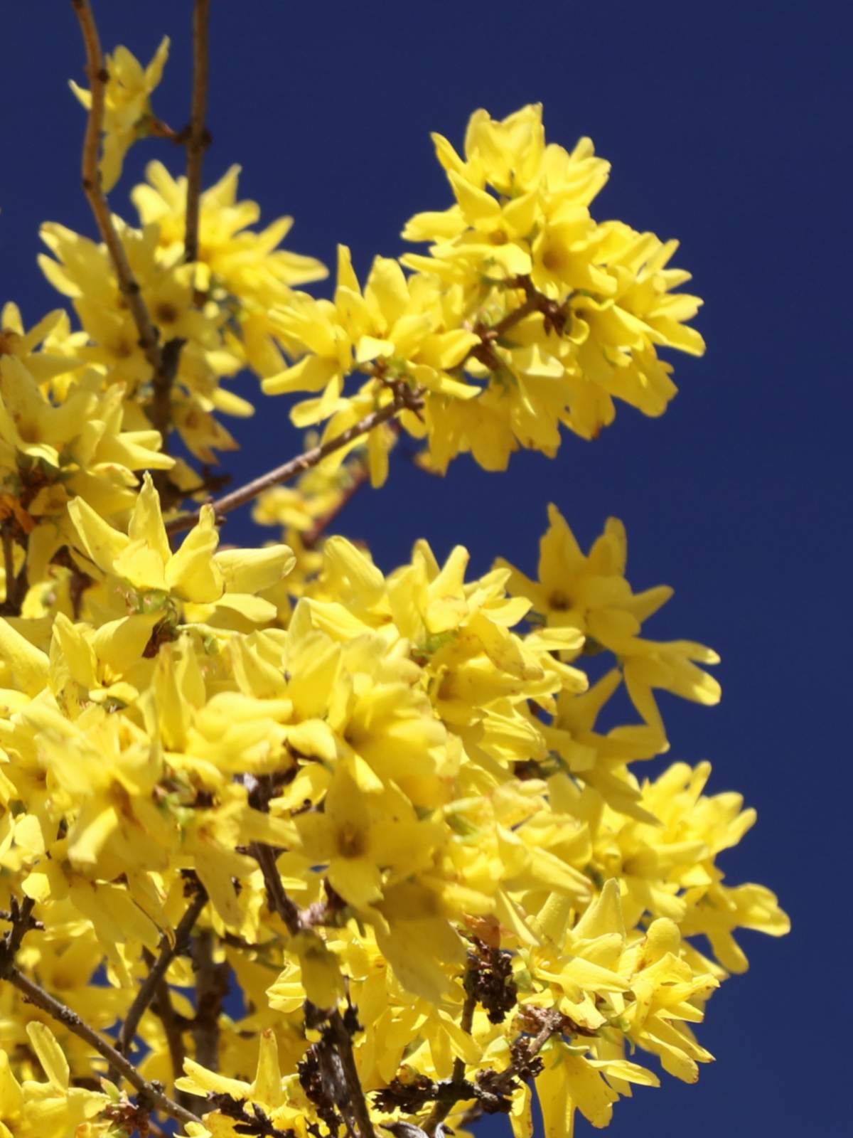 Bright contrast between deep blue sky and bright forsythia yellow