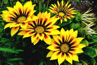 Planting gazania