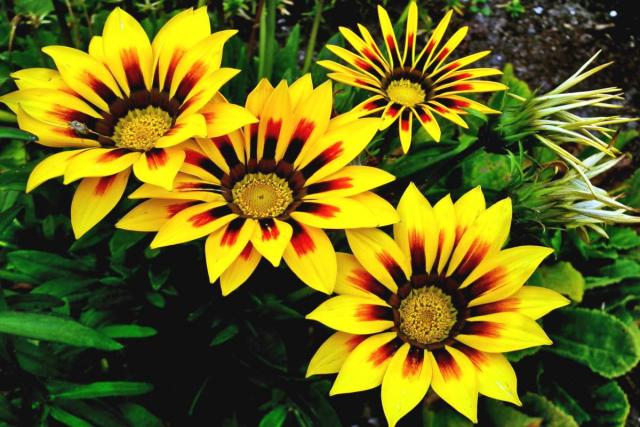Planting gazania