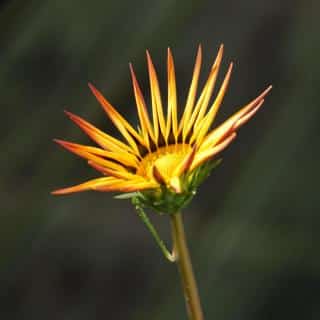 Gazania flower unfurling its petals