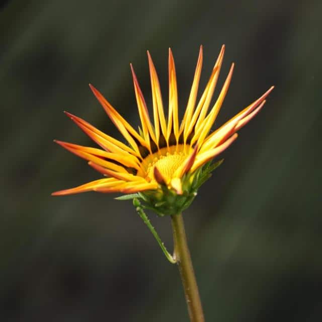 Gazania flower unfurling its petals