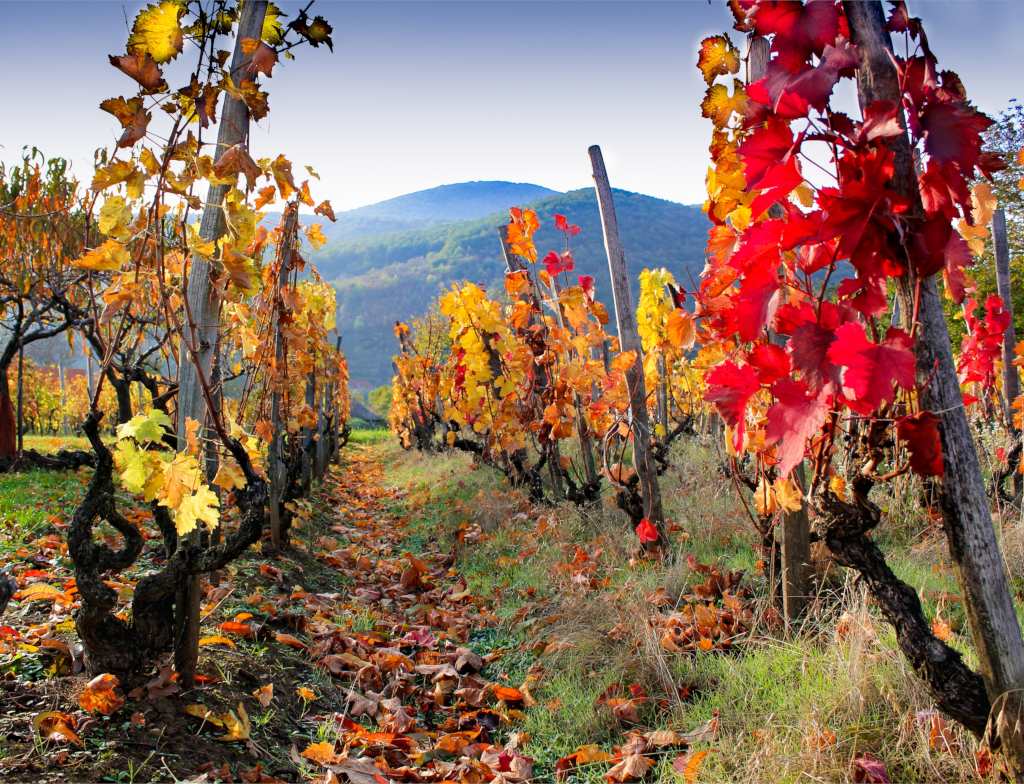 Autumn leaves burst with fiery colors in rows of ornamental grapevines.