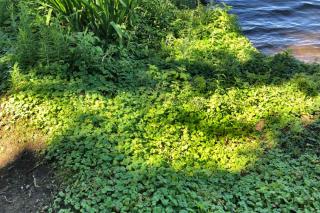 ground cover planting spacing