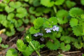 Ground ivy covers the ground well