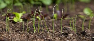 Young spring onions coming up