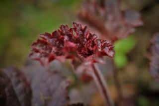 Go for a new lawn color that doesn't need mowing with this red heuchera