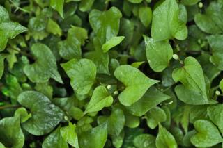 Leaves and budding flowers of houttuynia ground cover