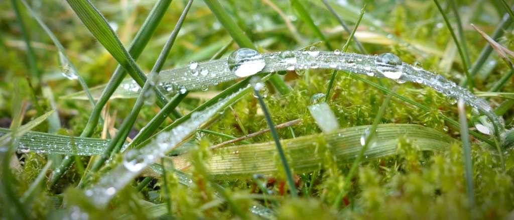 Dewdrops on a blade of grass in a moss-infested lawn.