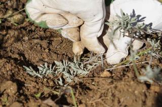 Layering means putting a portion of a stem in the ground for it to root. In this case, lavender