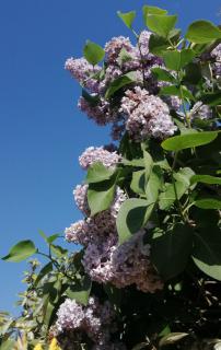 Lilac shrub in full bloom.