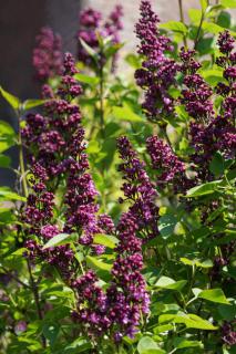 Caring for lilac