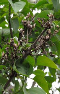 Lilac seed pods, dried and burst