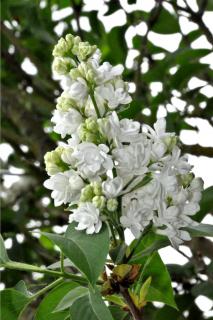 White lilac, not to be pruned yet.