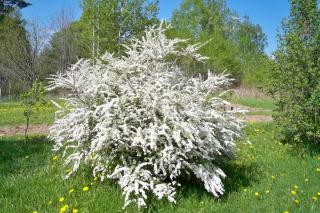 Whole Spirea shrub in full bloom