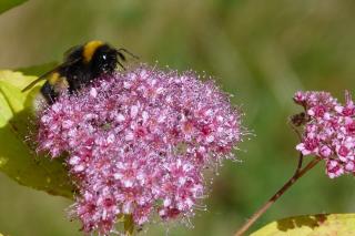 Species of meadowsweet, always good for pollinators