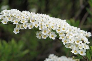 Meadowsweet spirea propagation