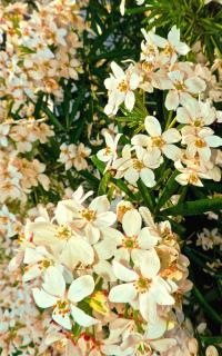 Mexican orange shrub in full bloom.