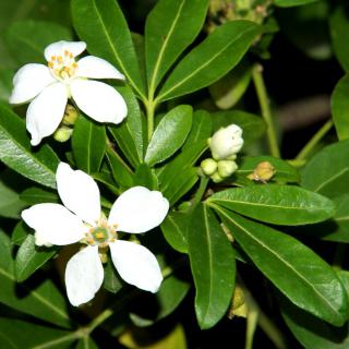 Mexican orange tree leaves