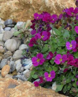 Mineral mulch gravel with flower