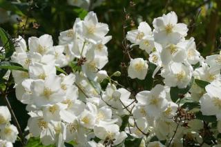 Mock orange shrub in full bloom