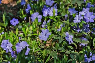 Periwinkle lawn