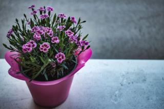 Potted carnation with shadow spirits