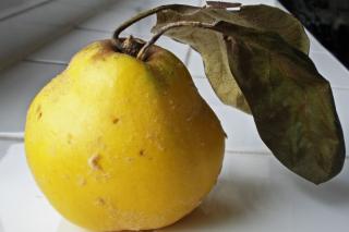 Origin of quince fruit