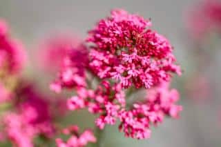 Flower cluster of a red valerian plant