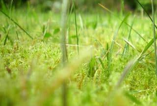 Lawn overrun by moss