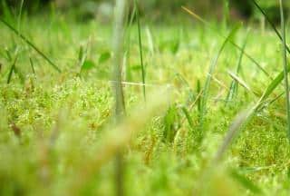 Lawn overrun by moss