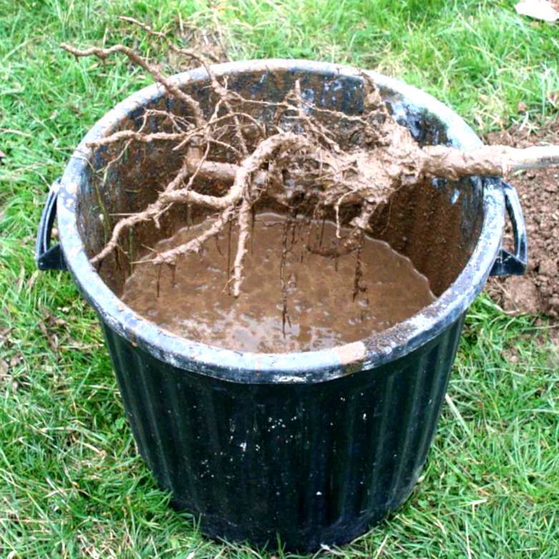 Barrel of root dip with protect shrub roots.