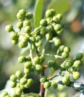 Green pods of maturing sichuan pepper fruit.