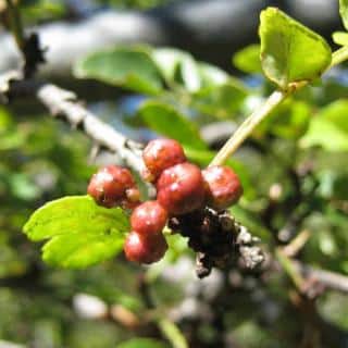 Red sichuan pepper berries