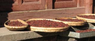 Sichuan pepper harvest drying in wicker baskets.
