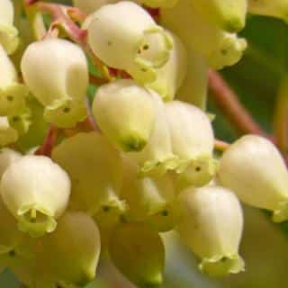 Strawberry tree flowers