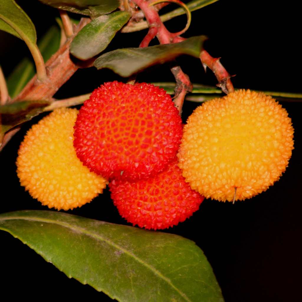 strawberry tree fruit nutrition