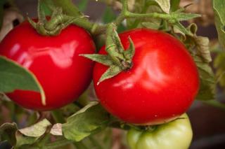 Summer vegetables and tomato care