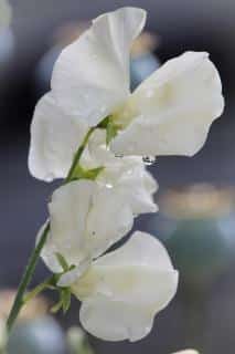 How to sow and plant sweet pea